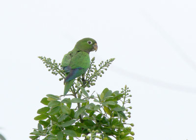 Olive-throated Parakeet
