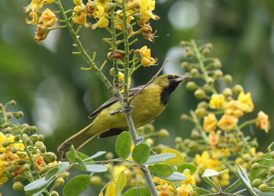 Yellow-tailed Oriole