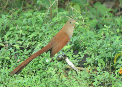 Squirrel Cuckoo, Crooked Tree