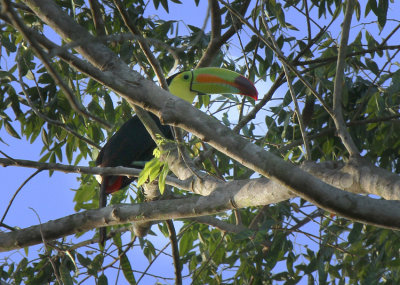 Keel-billed Toucan, Bocawina