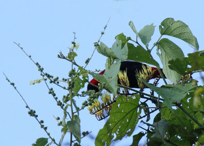 Crimson-collared Tanager,  Villa Boscardi