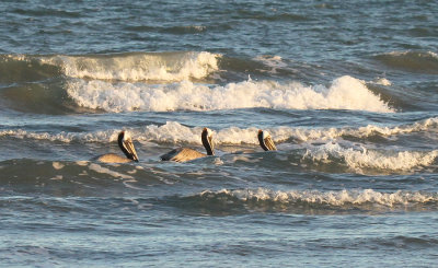 Brown Pelicans Feeding in Surf 