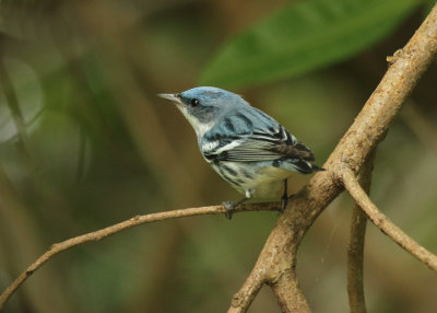 Cerulean Warbler
