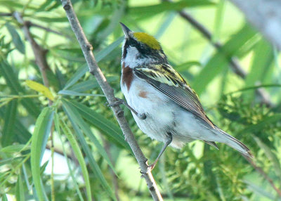 Chestnut-sided Warbler