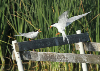Forster's Tern Presenting Fish