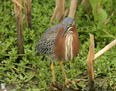 Green Heron