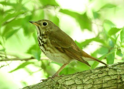 Hermit Thrush