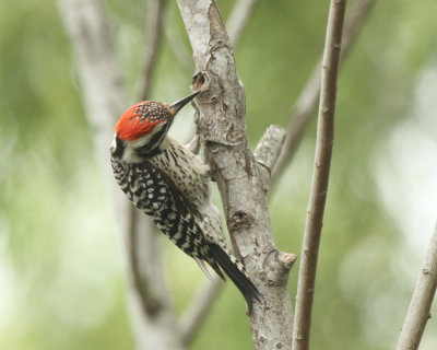 Ladderback Woodpecker