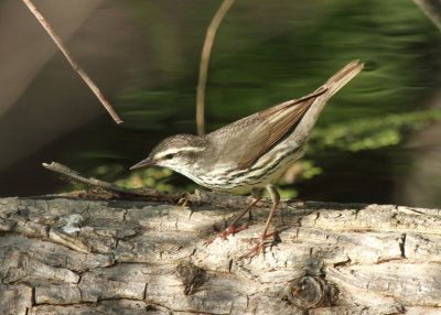Louisiana Waterthrush