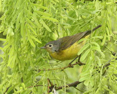 Nashville Warbler