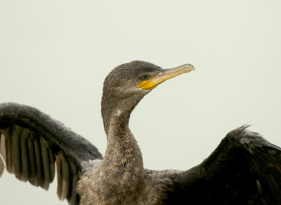 Neotropic Cormorant