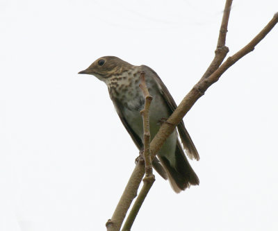 Swainsons Thrush