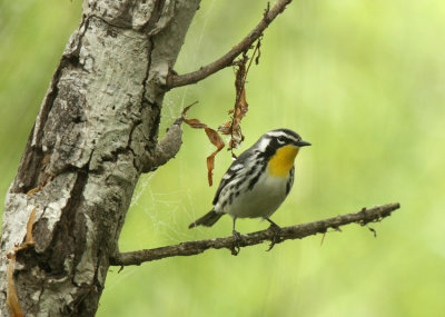 Yellow-throated Warbler