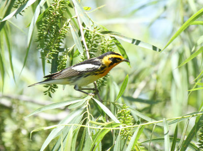 Blackburnian Warbler