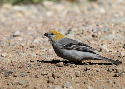 Pine Grosbeak, Old Fall River Road, Rocky Mountain National Park