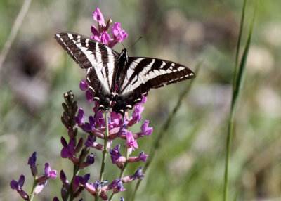 Pale Tiger Swallowtail, Rocky Mountain NP