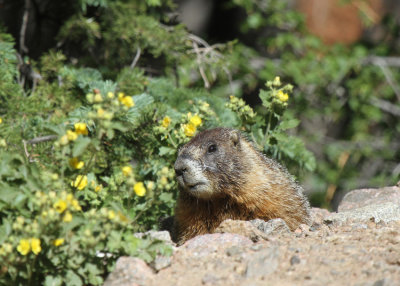 Yellow-bellied Marmot, Old Fall River Road RMNP