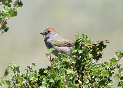 Green-tailed Towhee, Rocky Mountain National Park