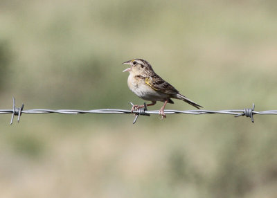 Grasshopper Sparrow, Pawnee National Grassland, CO