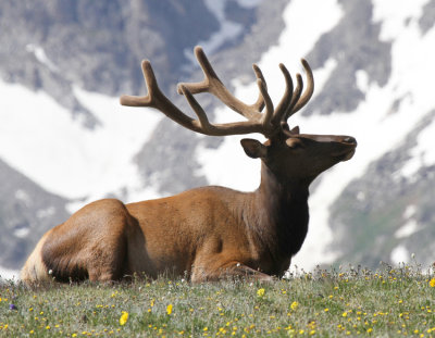 Elk, Above the treeline, RMNP