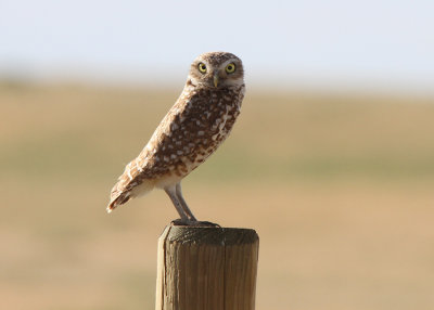 Burrowing Owl, Pawnee National Grassland, CO
