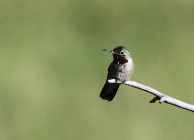 Black-chinned Hummingbird RMNP