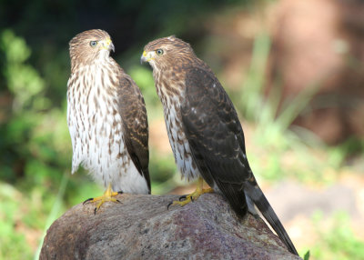 Two Coopers Hawks, Fort Davis SP