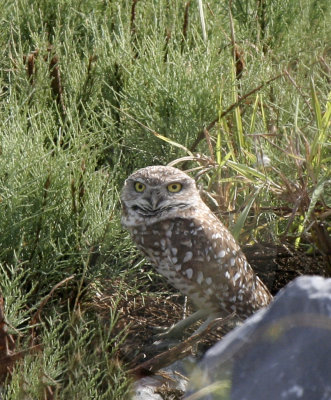 Burrowing Owl,  Granjeho  RGV