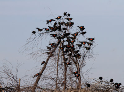 Red -winged Blackbirds, Brushline Road, RGV