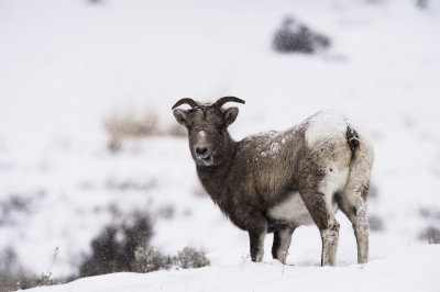 Young (Ute) Mountain Goat in the snow.  Lamar Valley, YSNP