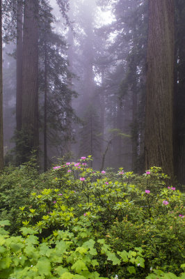 Redwoods and Flowers in the fog