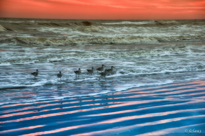Birds in the water 2 of 1.jpg