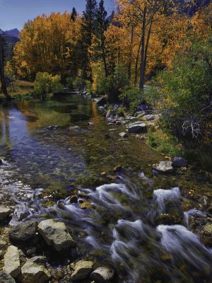 Fall Colors on Bishop Creek 