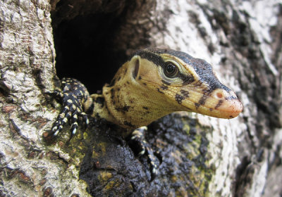 Bindenwaran-Thailand_web.jpg