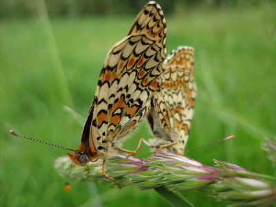 Melitaea phoebe Kopula_web.jpg