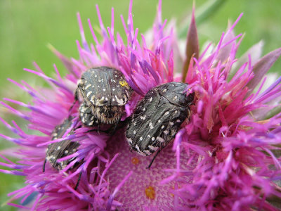 Oxythyrea funesta (4)_web.jpg