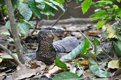 Palawan Nov 2011 1102_web.jpg
