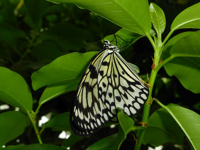 Schmetterling_web.jpg