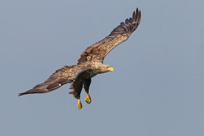 Seeadler4_4722_web.jpg