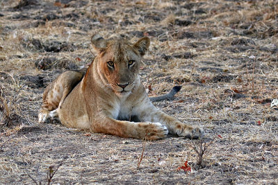 zambia15