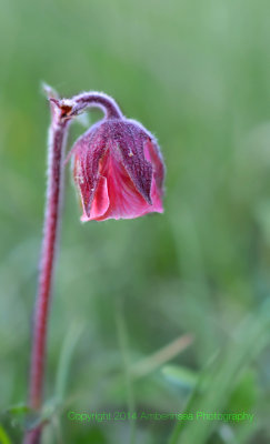 Humleblomster Öland.jpg