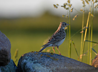 Sånglärka Öland 14 Juni 2014.jpg