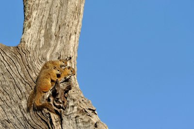 South Africa - Kruger