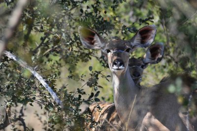 South Africa - Kruger