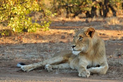 South Africa - Kruger