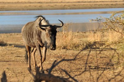 South Africa - Pilanesberg