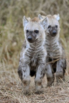 South Africa - Kruger