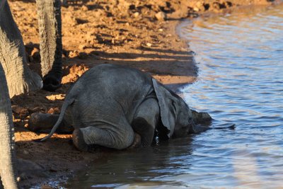 South Africa - Pilanesberg