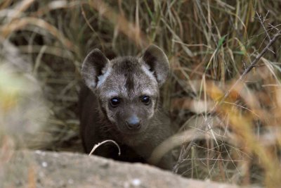 South Africa - Kruger