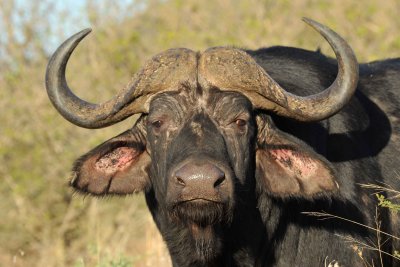 South Africa - Hluhluwe